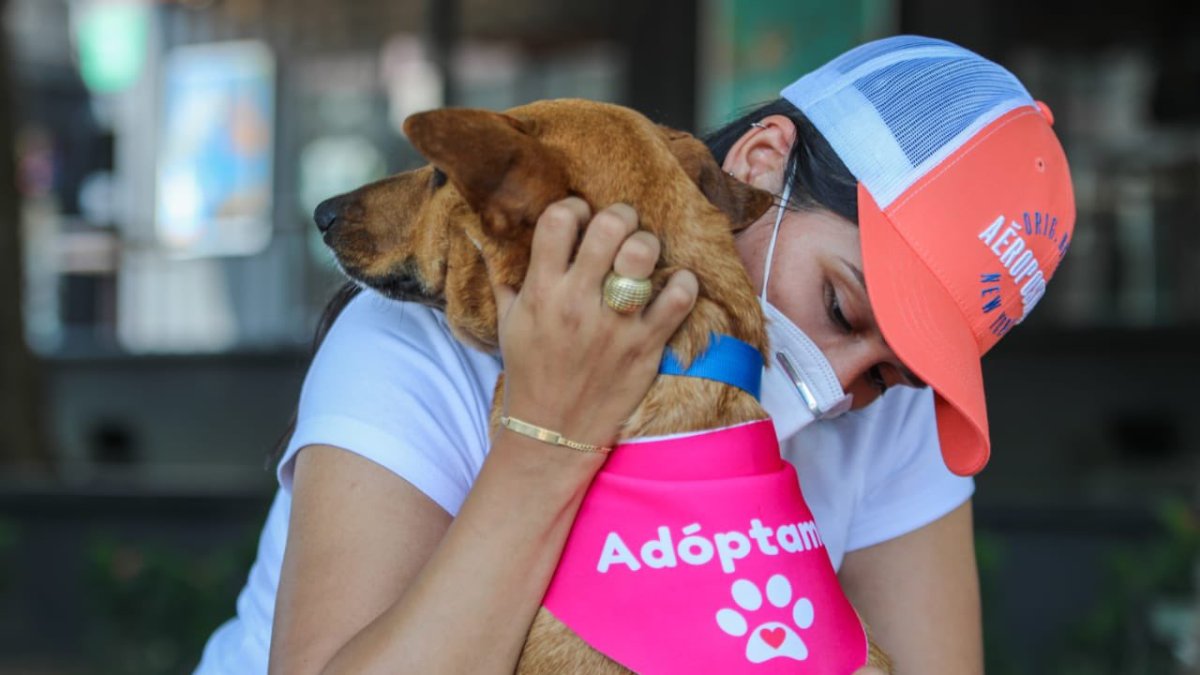 Actividad. La jornada de adopción se llevó a cabo este sábado 12 de junio.