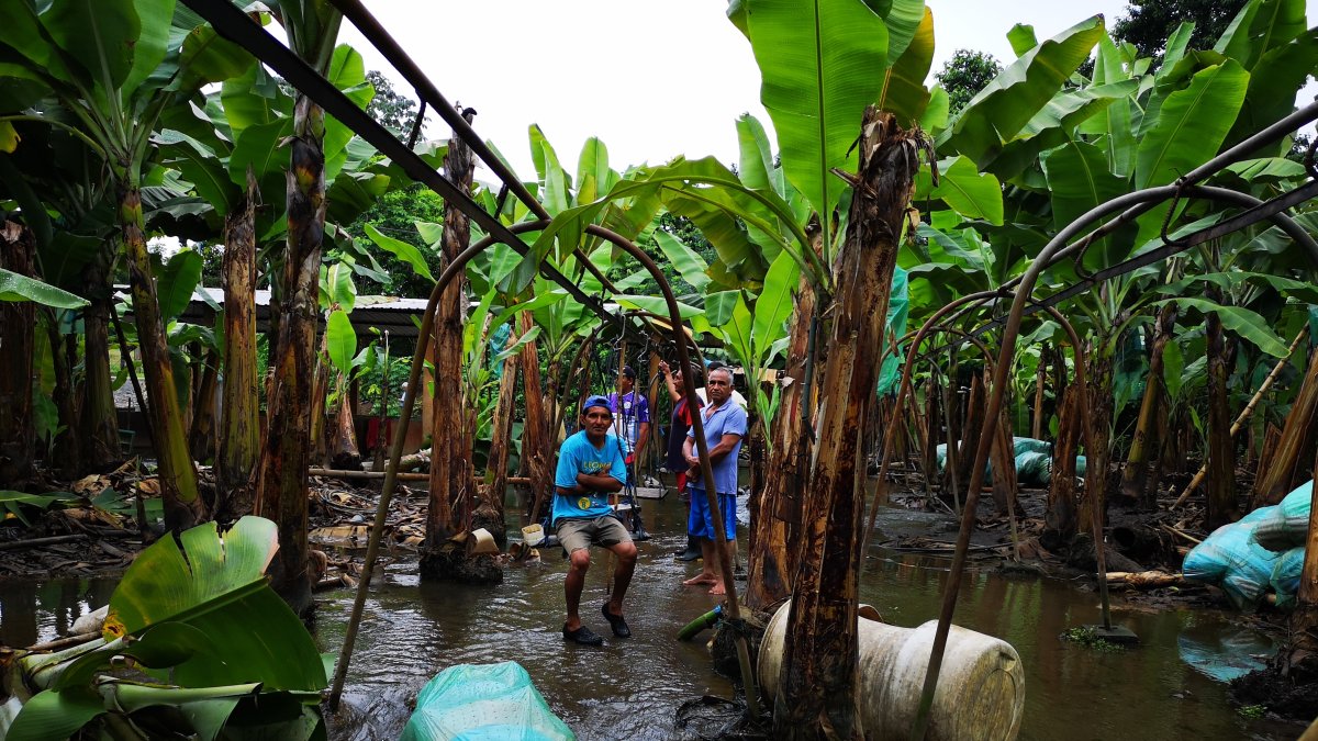 En El Oro está el 41% de los productores de banano, pero la ayuda en el  lugar llega a cuentagotas.