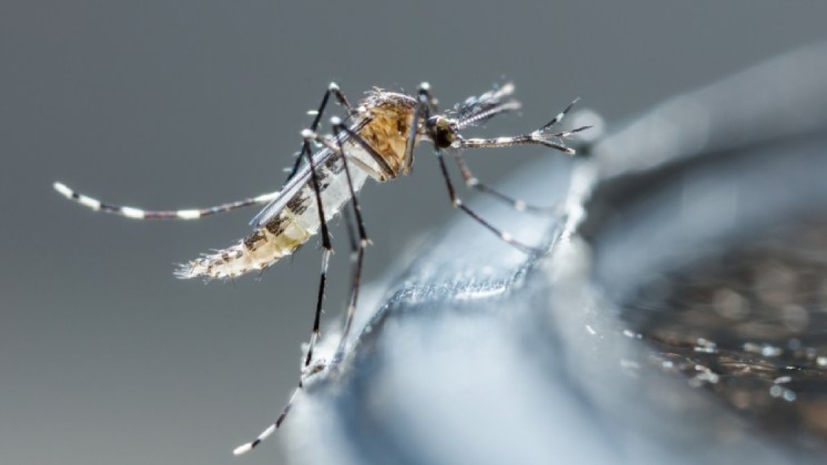Mosquitos infectados con una bacteria reducen en un 77 % los casos de dengue, según una investigación hecha en Indonesia.