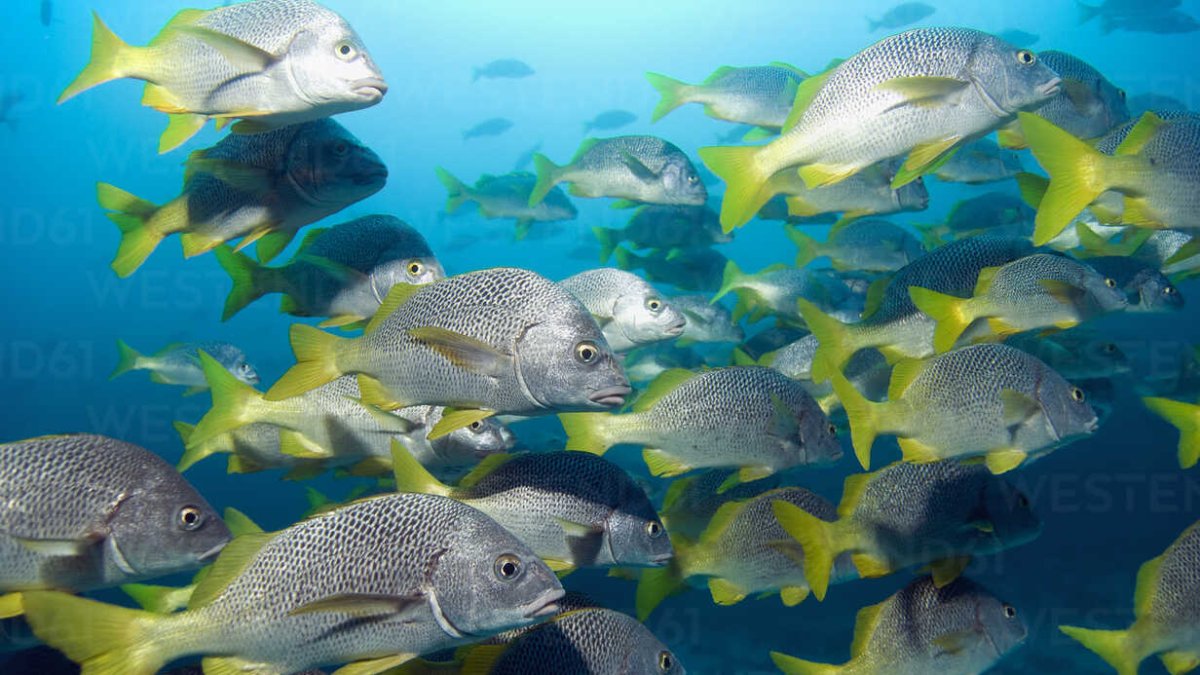 Siguen descubriendo nuevas especies en Galápagos.
