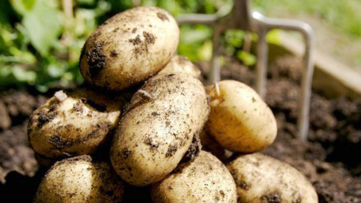 El CIP protege más de 350 variedades de papa originarias del país como patrimonio de la humanidad.