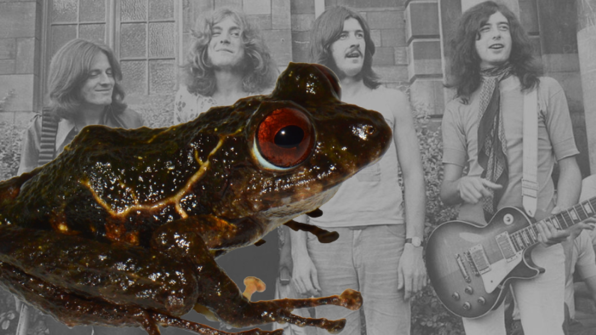 La nueva especie se caracteriza por tener la piel del dorso y de los flancos finamente tuberculada.