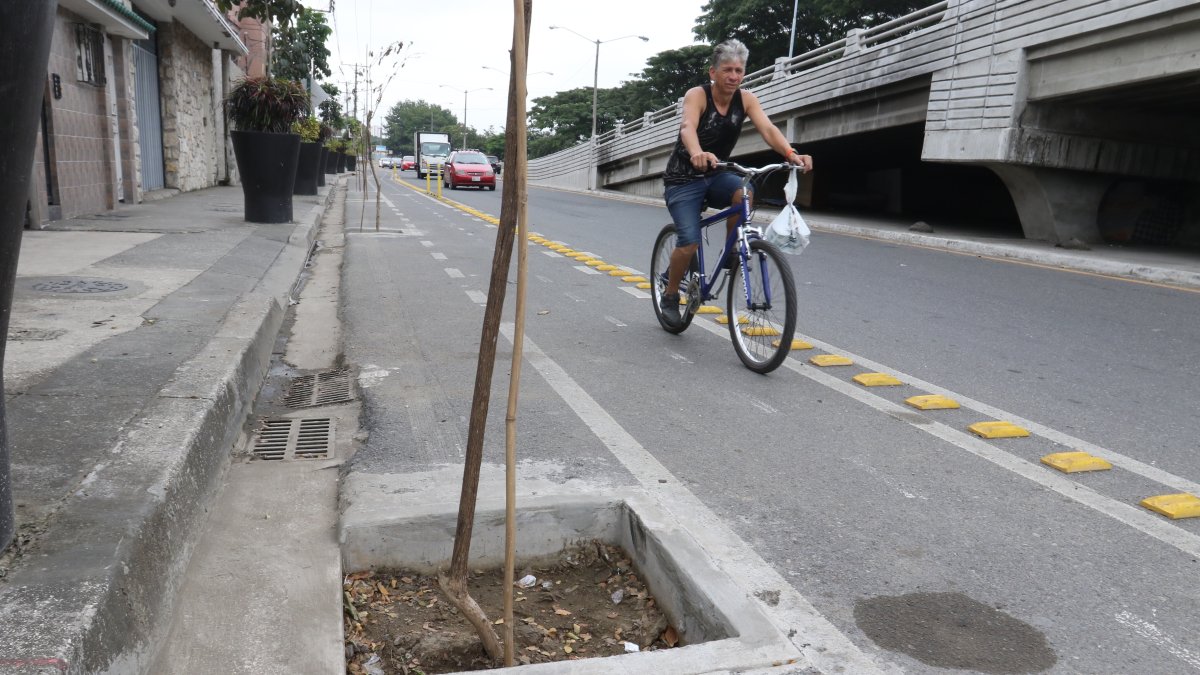 Hecho. En un tramo de la avenida Barcelona se han instalado especies.