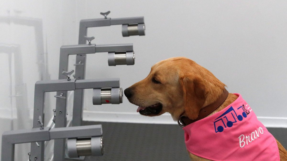 Un perro de raza labrador-retriever adiestrado para detectar casos de infección por COVID-19, se sienta después de detectar un caso en botes que contienen muestras de sudor humano, dentro de un vehículo para la inspección durante un pase para la prensa este jueves, en la Universidad de Chulalongkorn en Bangkok, Tailandia.