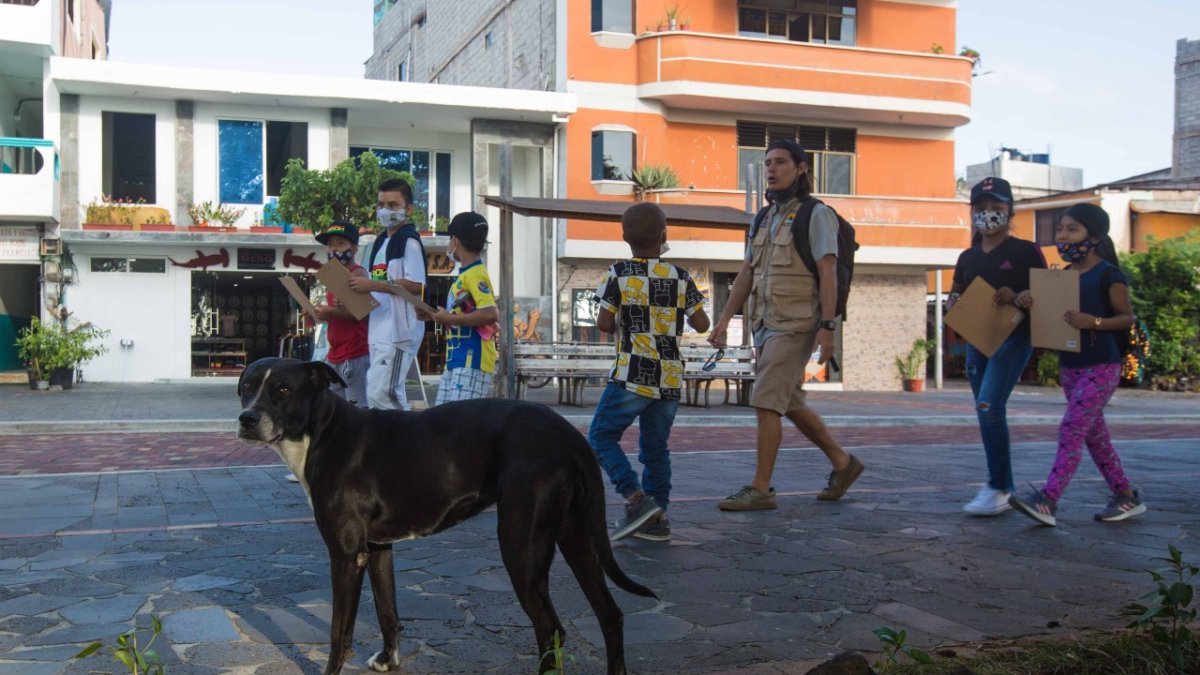 San Cristóbal. Una ordenanza evitará que los perros deambulen sin sus dueños por la calles de esta ciudad.