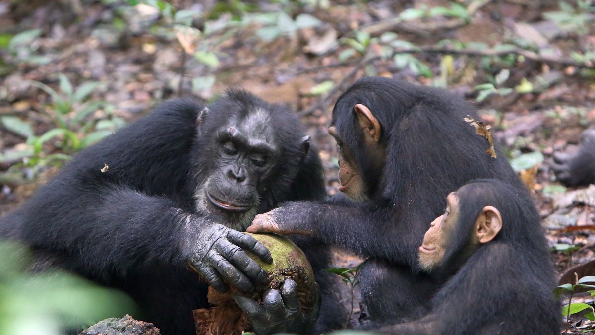 Más resilientes de lo que se pensaba anteriormente: los chimpancés salvajes que pierden a su madre a una edad temprana superan el trauma después de un par de años y sus niveles de la hormona del estrés vuelven a la normalidad.