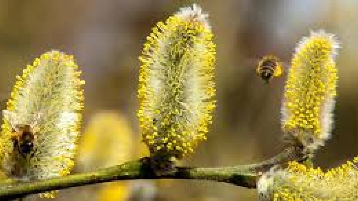 El polen es conductor del virus que produce la enfermedad del Sars-cov-2, según una investigación.