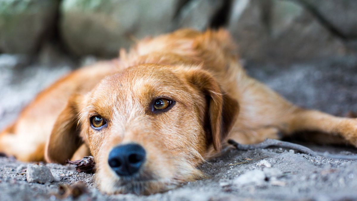 El problema de abandono de animales es mayor en ciertos sectores de Guayaquil.