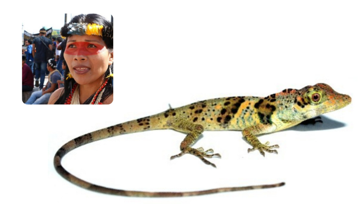 La lagartija, denominada Anolis nemonteae, fue localizada en las vertientes del Pacífico de los Andes, en el suroeste de Ecuador, a elevaciones entre 372 y 1.000 metros.