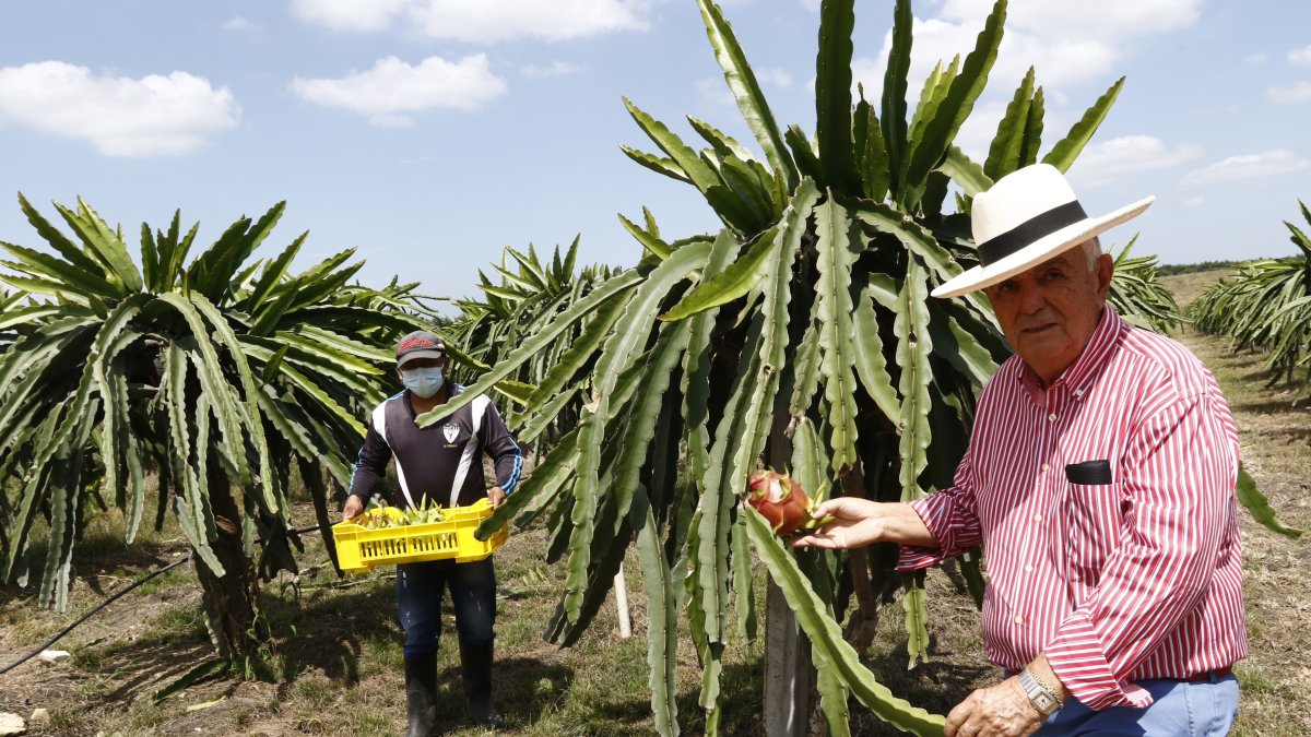El presidente de la empresa habla de sus proyectos agrícolas y de la apuesta con los cultivos de pitahaya. Sembrará 40 hectáreas.