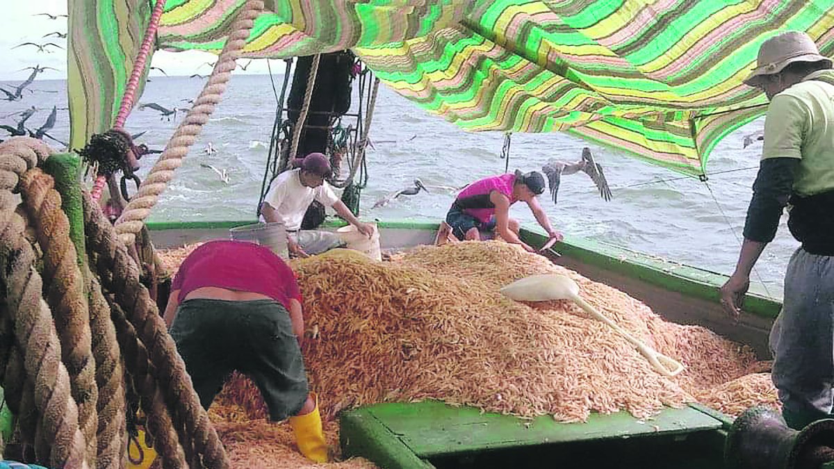 Este es el punto principal de desembarque de esta especie. La formalización del sector busca definir su aporte y los volúmenes de captura.