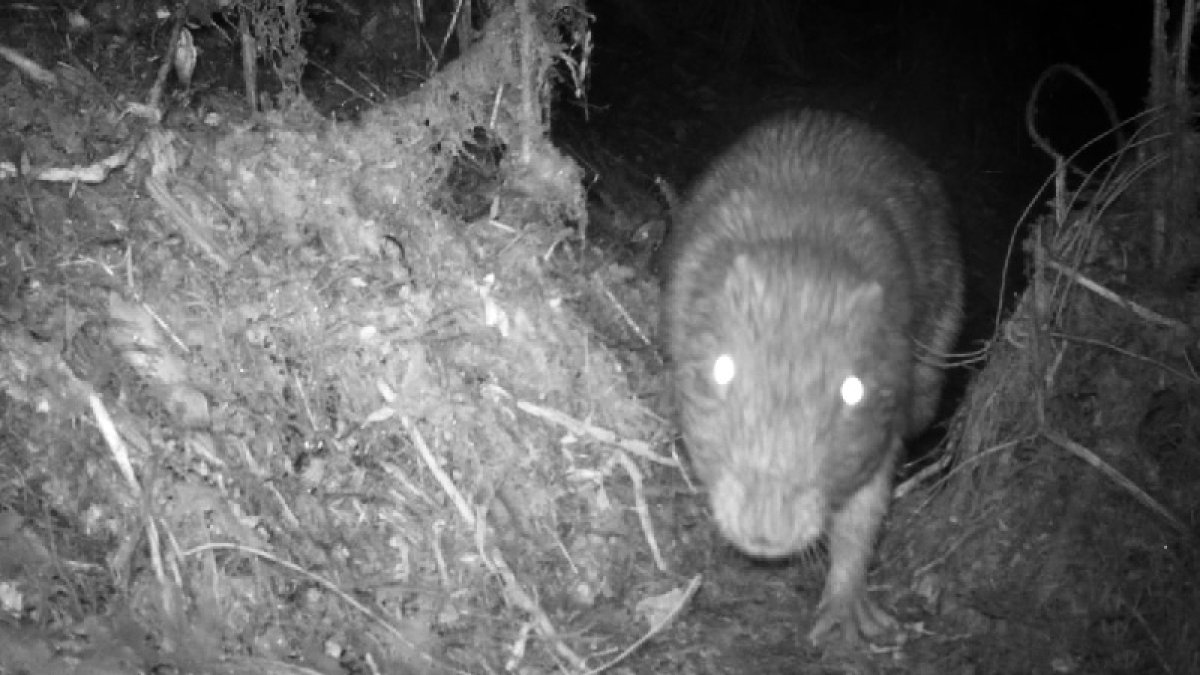 Una guanta andina fue captada en plena oscuridad dentro del área protegida.