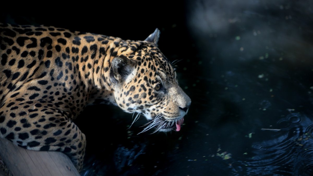 El jaguar ha perdido aproximadamente el 50 % de su rango de distribución, siendo el Perú el país que alberga su segunda mayor población, solo por detrás de Brasil.