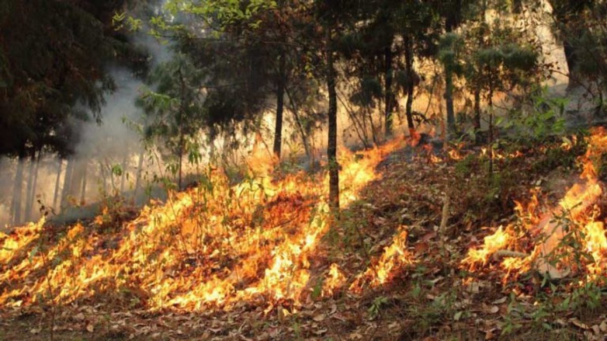 Los incendios forestales afectan enormemente la biodiversidad de la Amazonía.