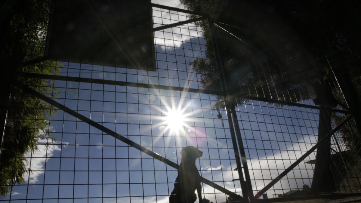 Espacios. Los perritos cuentan con sus patios delimitados para que puedan compartir sin que se hagan daño.