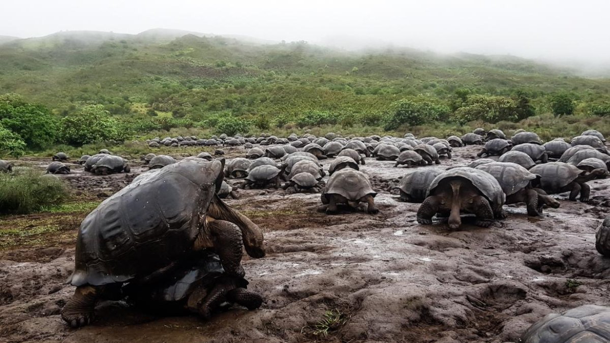La fauna y flora del Parque Nacional Galápagos son únicas.