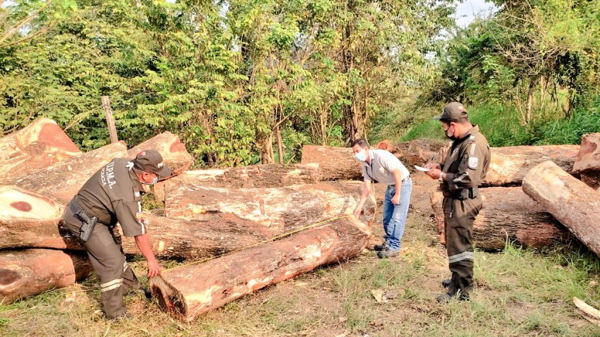 Entre las especies forestales retenidas están maderas: samán, teca y balsa.