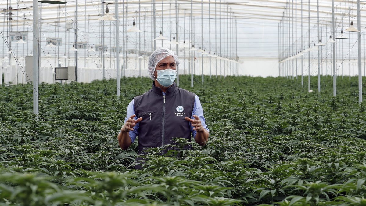 El director de asuntos corporativos y regulatorios de Clever Leaves, Julián Wilches, habla durante una entrevista con Efe el 1 de julio de 2021 en el vivero de la firma en Pesca, departamento de Boyacá (Colombia).