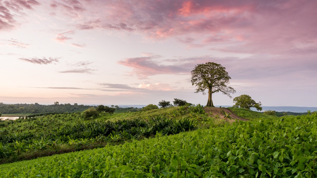 La Finca Botánica de Young Living Ecuador está ubicada en Chongón, Guayaquil.
