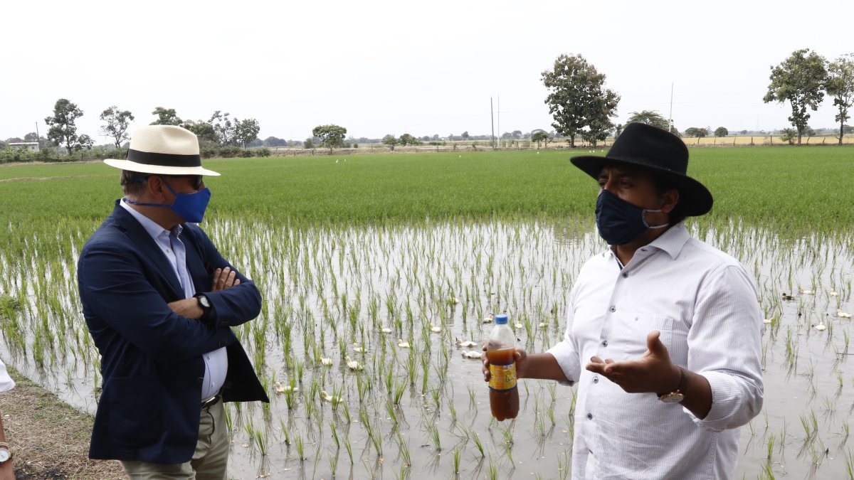 Cultivo. En la siembra de arroz se usan patos para evitar utilizar herbicida y no se usan químicos que luego contaminan el río.