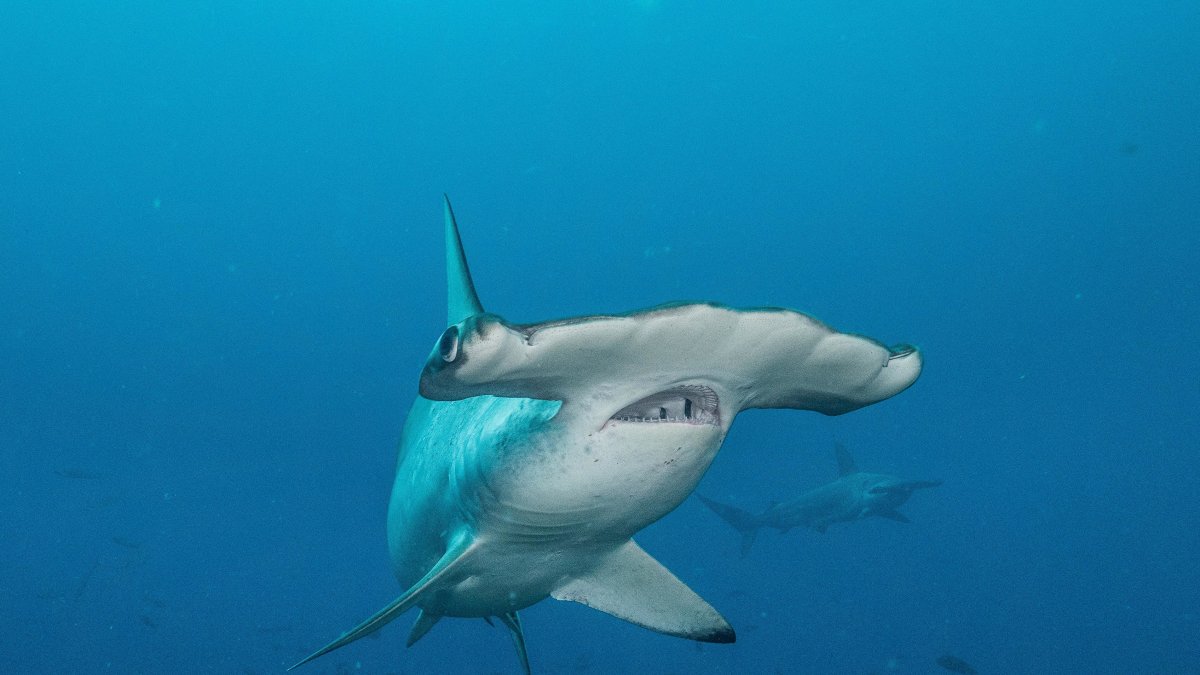 Según el Gobierno, la nueva área protegida contribuirá a la conservación de varias especies icónicas y en peligro de extinción, como los tiburones martillo