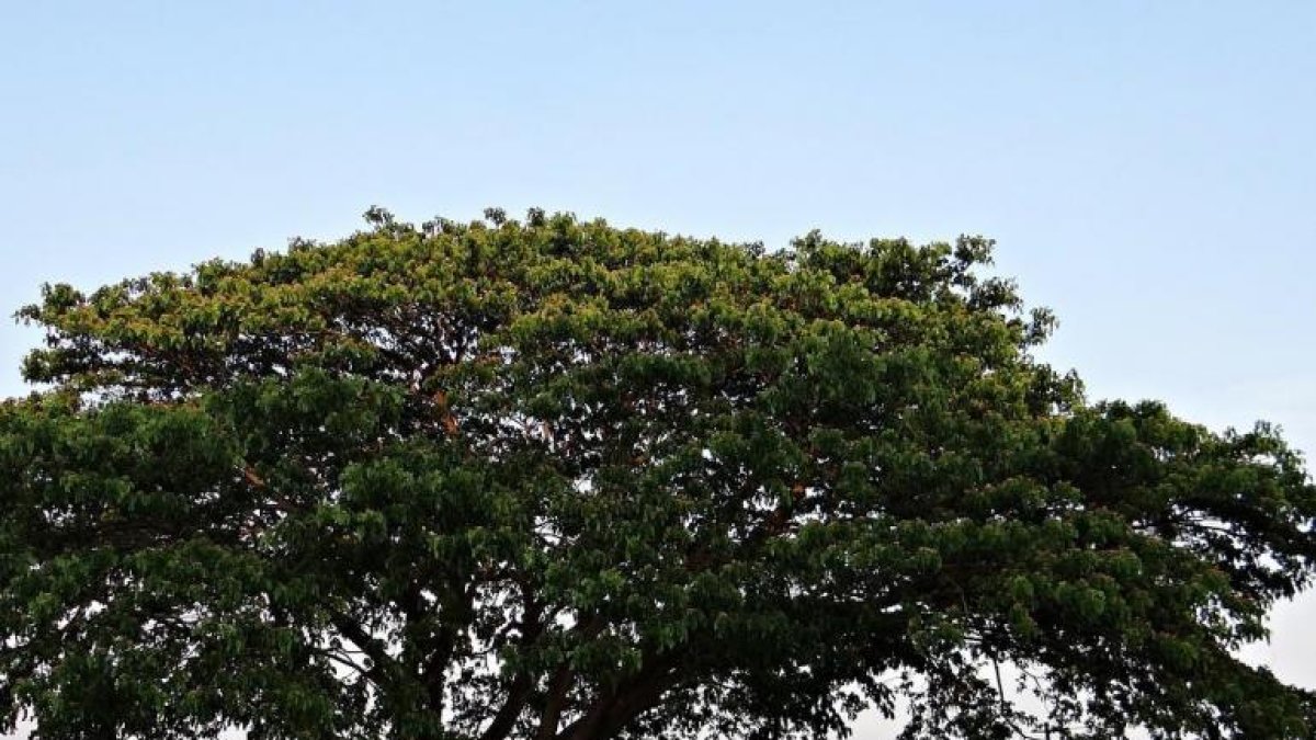 Arroceros talaron un árbol donde habitaba una iguana.