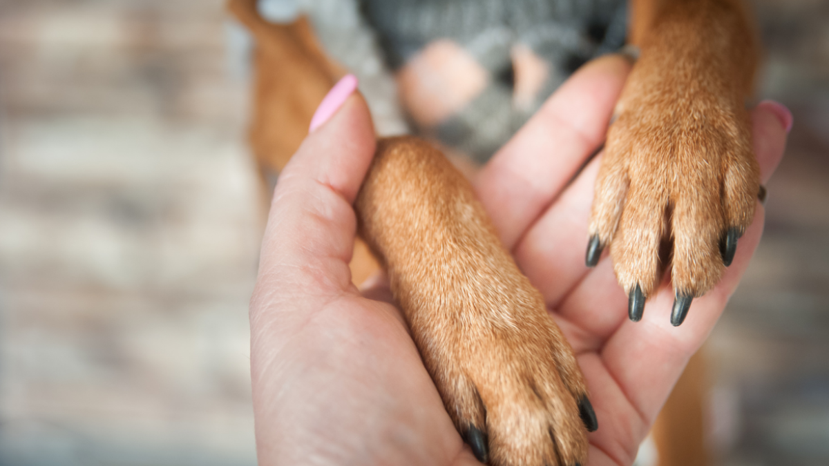 La mascota apenas se movía cuando fue rescatada.