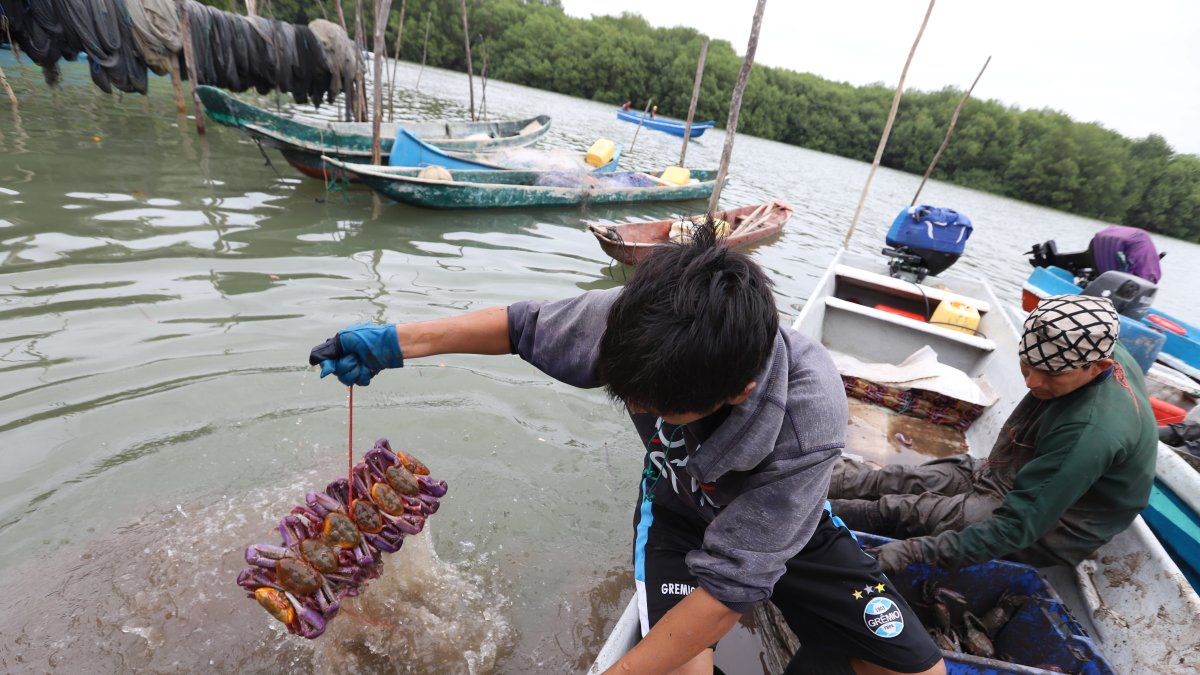 Un cangrejero muestra un atado del crustáceo en el Golfo de Guayaquil.