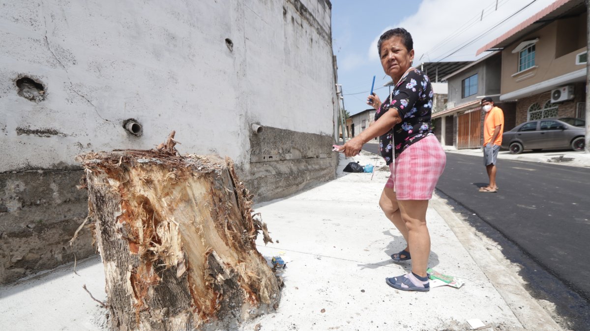 Tala. Muchos vecinos tenían mango y otros árboles, que fueron tristemente talados al llegar la obra. El Municipio no se refiere a ese tema, pero asegura que sembrará 400.
