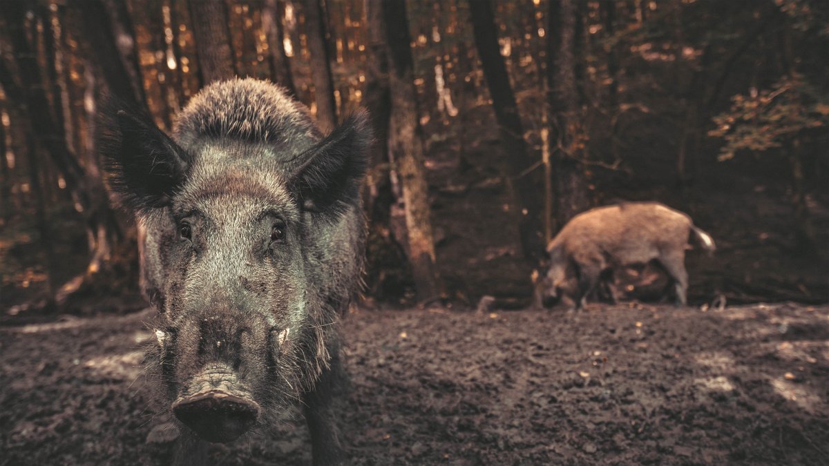 El impacto climático de los jabalíes es mayor que el de un millón de coches, según un estudio que señala que al escarbar el suelo estos liberan anualmente alrededor de 4,9 millones de toneladas métricas de dióxido de carbono en todo el mundo, el equivalente a 1,1 millones de coches.