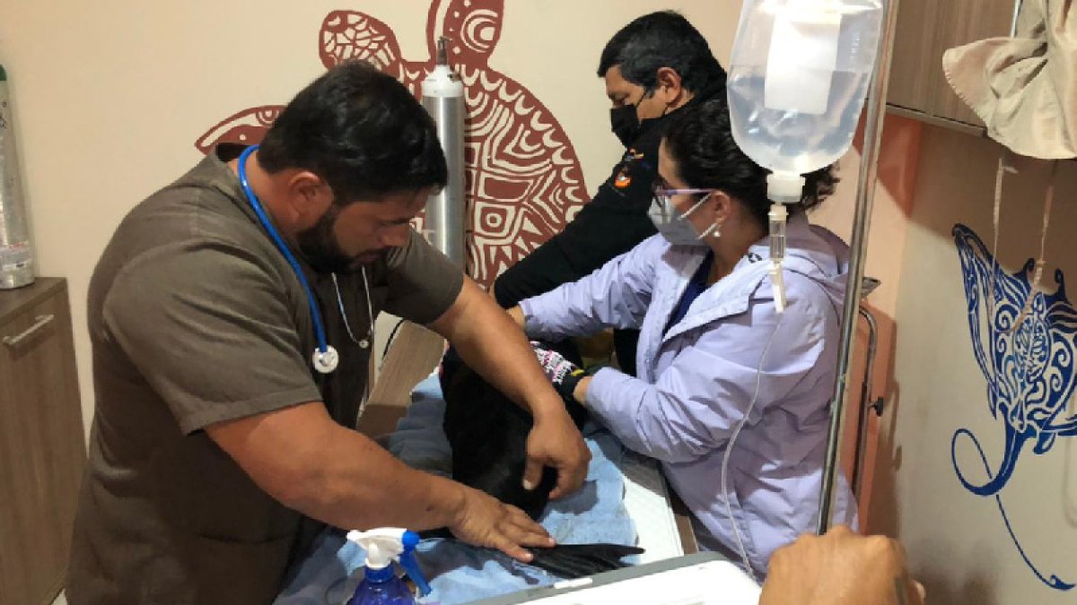 El veterinario Pedro Soto, del Parque Marino Valdivia, aseguró que se tomaron muestras sanguíneas, ecografías y placas de rayos X al ejemplar.