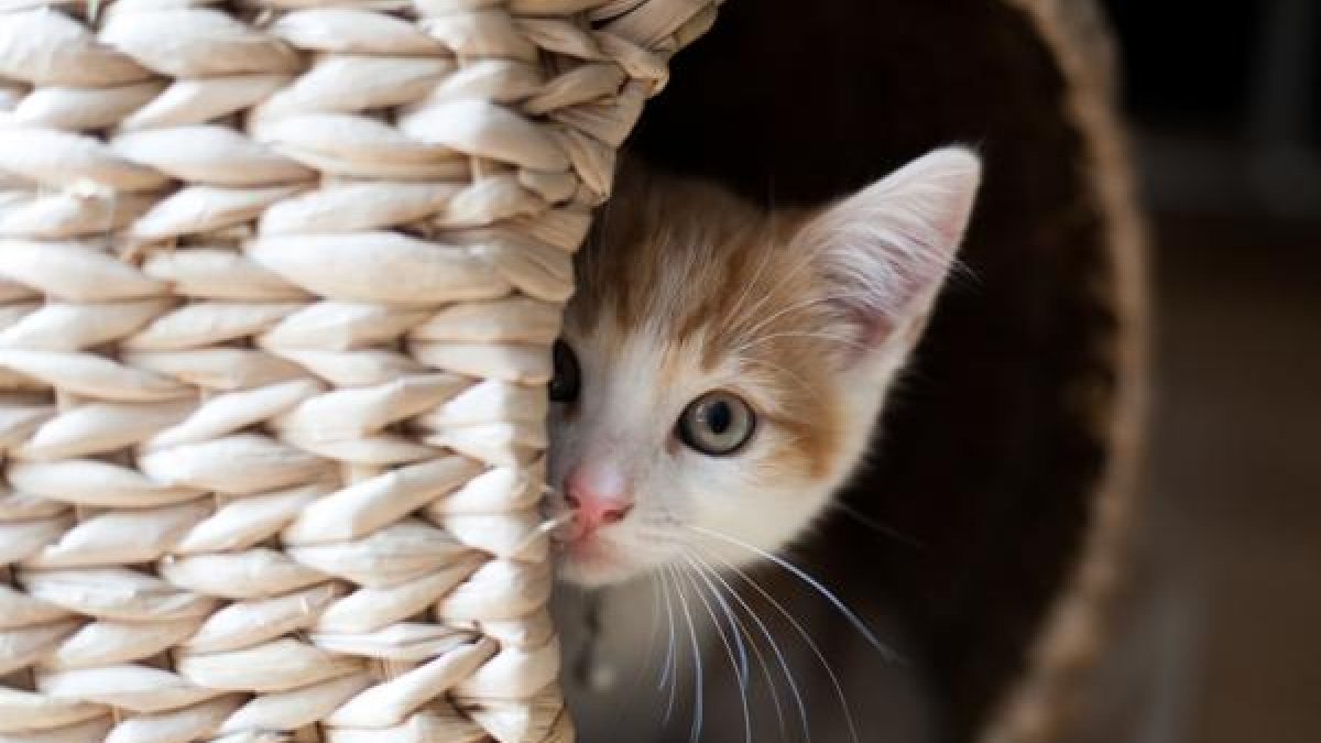 Los vecinos dijeron a los detectives que a menudo oían a los gatos rascarse y llorar en las ventanas del pequeño estudio, pero nunca vieron a Smilen.