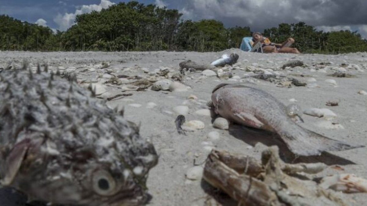 Peces muertos en una playa de Florida a causa del fenómeno natural.