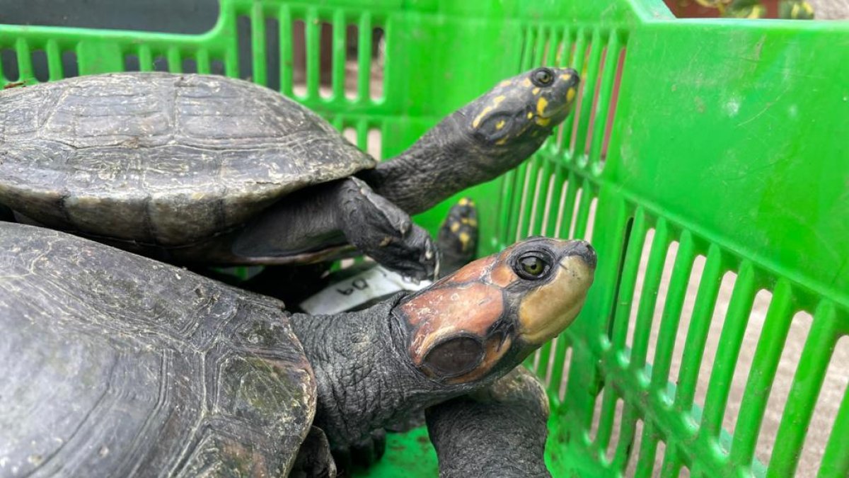 Algunas de las especias que serán devueltas a su hábitat.