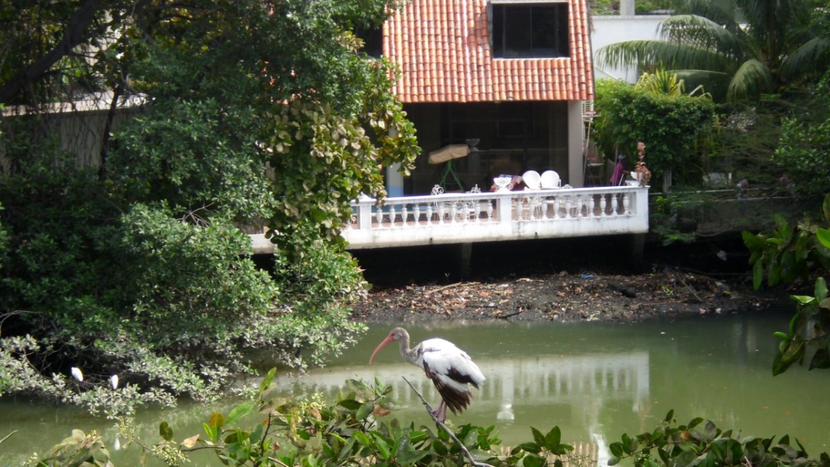 Un ejemplar de Ibis Blanco (Eudocimus albus ) descansa en las orillas del estero Salado, a la altura de Urdesa