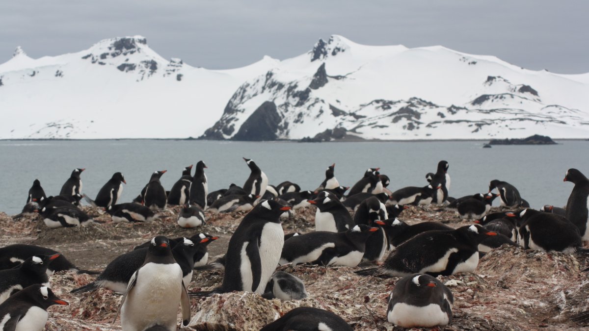 Colonia de pingüinos papúa (