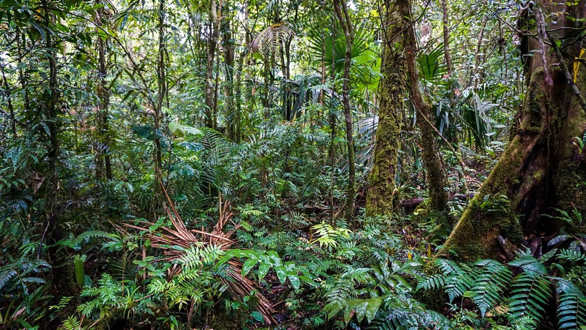 Fotografía cedida por Smithsonian de Panamá de bosque de Oreomunnea mexicana en la Reserva Hidrológica de Fortuna, en Panamá.