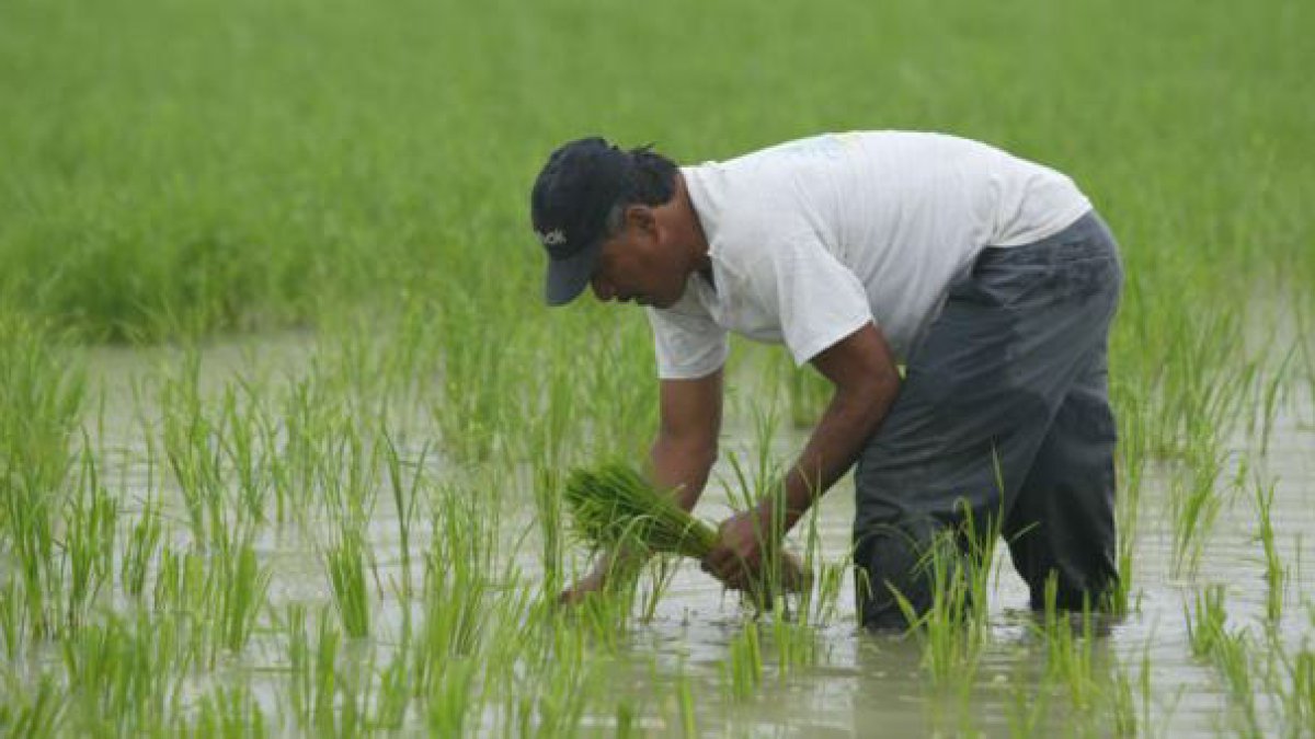 Según cifras del Banco Central del Ecuador, las exportaciones de arroz al mundo han caído en el primer trimestre del año.