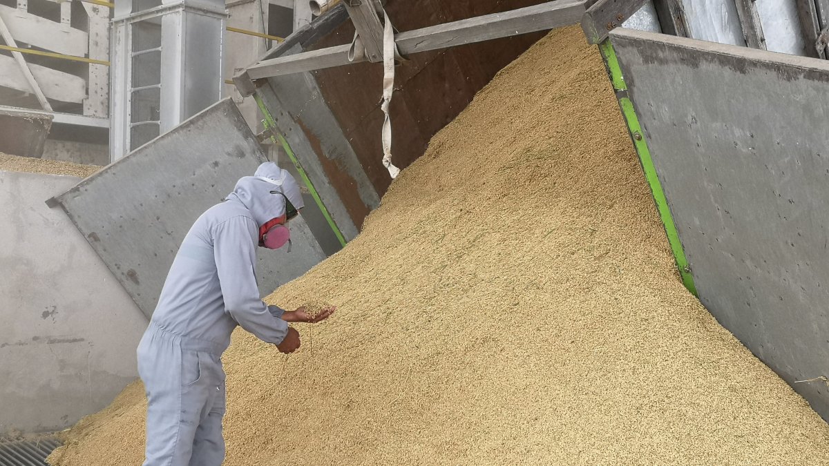 Los arroceros se quejan de que no les pagan los 35 dólares por la saca de la gramínea..