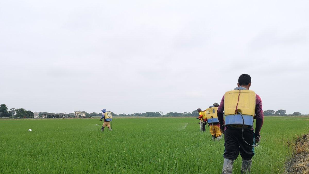 Siembra.- El trabajo en un cultivo de arroz.