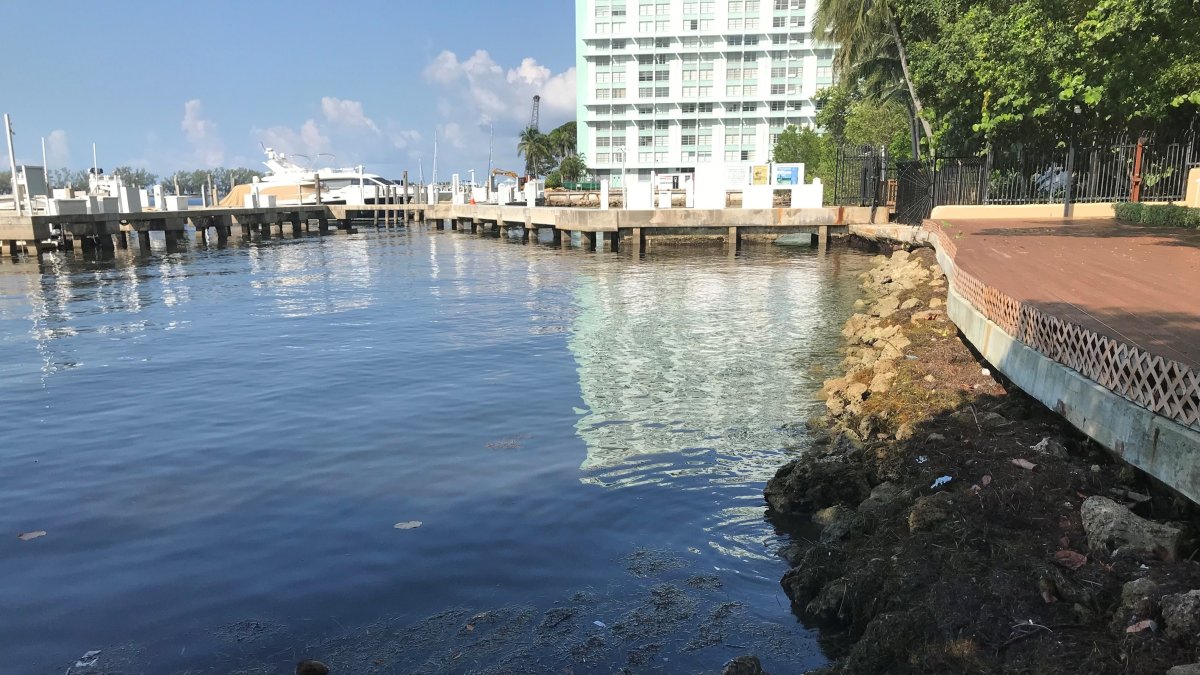 Registro este miércoles de las orillas de la Bahía Vizcaína, en el que se aprecia la contaminación por plásticos y algas tóxicas, en Miami (Florida, EE.UU.).