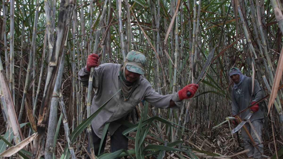 Costo. El precio ya está en vigencia y permanecerá hasta la zafra del 2022..