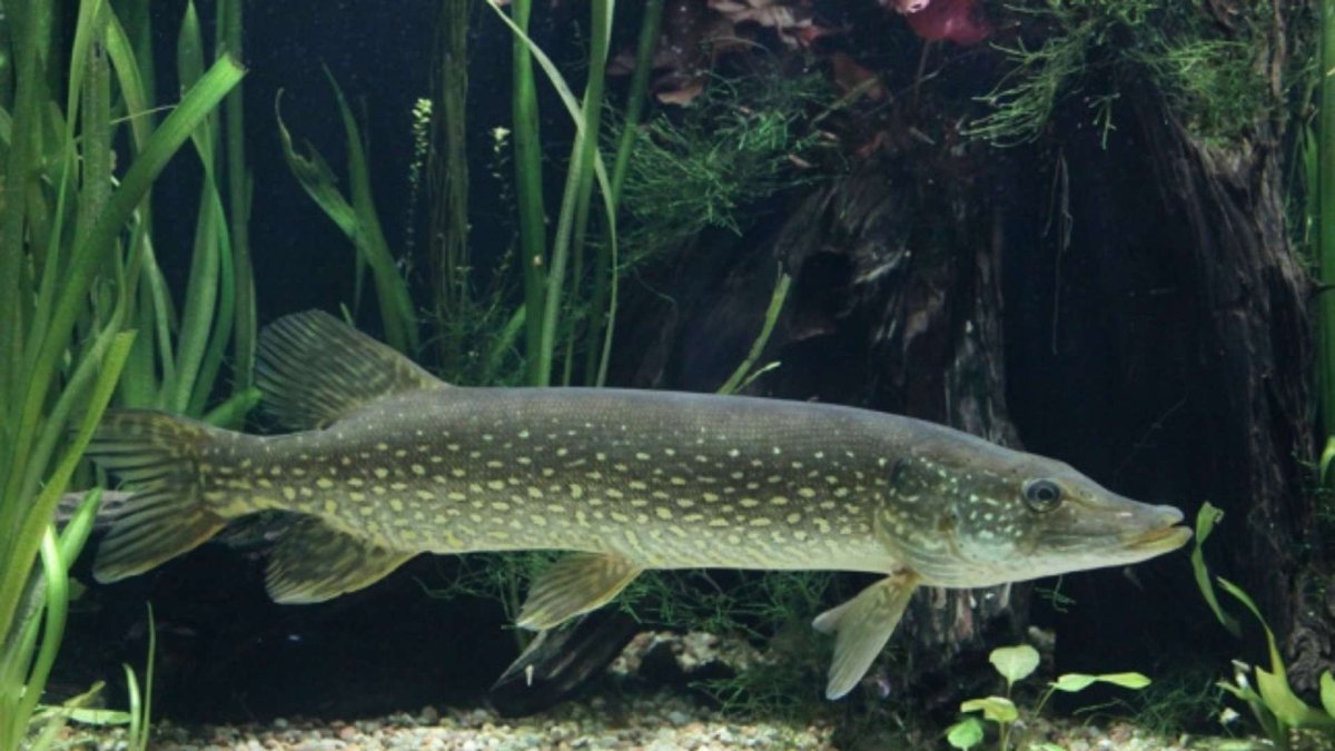 La investigación advierte que en el país no se realiza un 