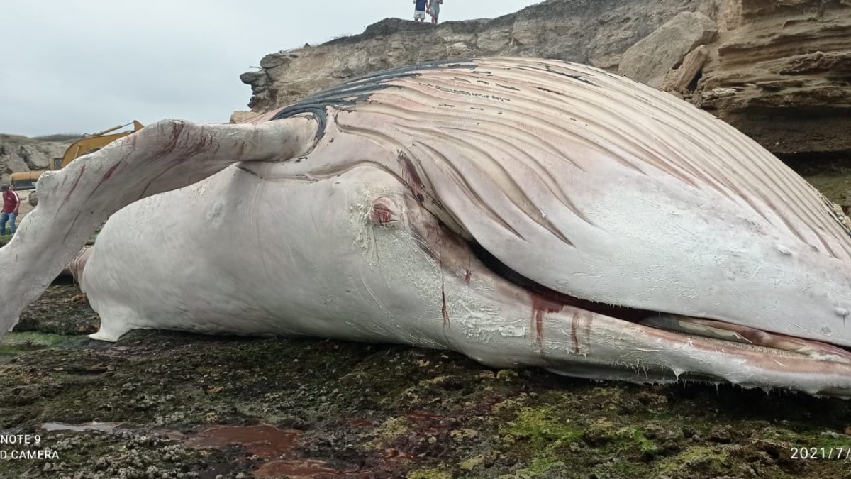 La ballena que fue encontrada muerta en las costas de Ayangue