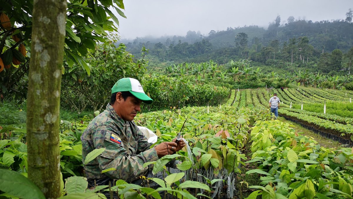 Injertos. La selección de las varetas es clave en el proceso.
