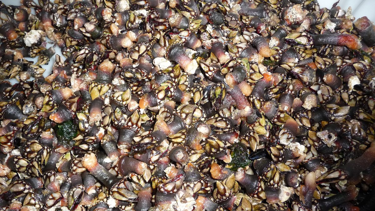 Investigadores estadounidenses han desarrollado una pasta de sellado rápido que puede detener las hemorragias de los órganos independientemente de la coagulación y que está inspirada en la táctica y sustancia pegajosa de los percebes para adherirse a rocas, barcos y otros animales marinos.