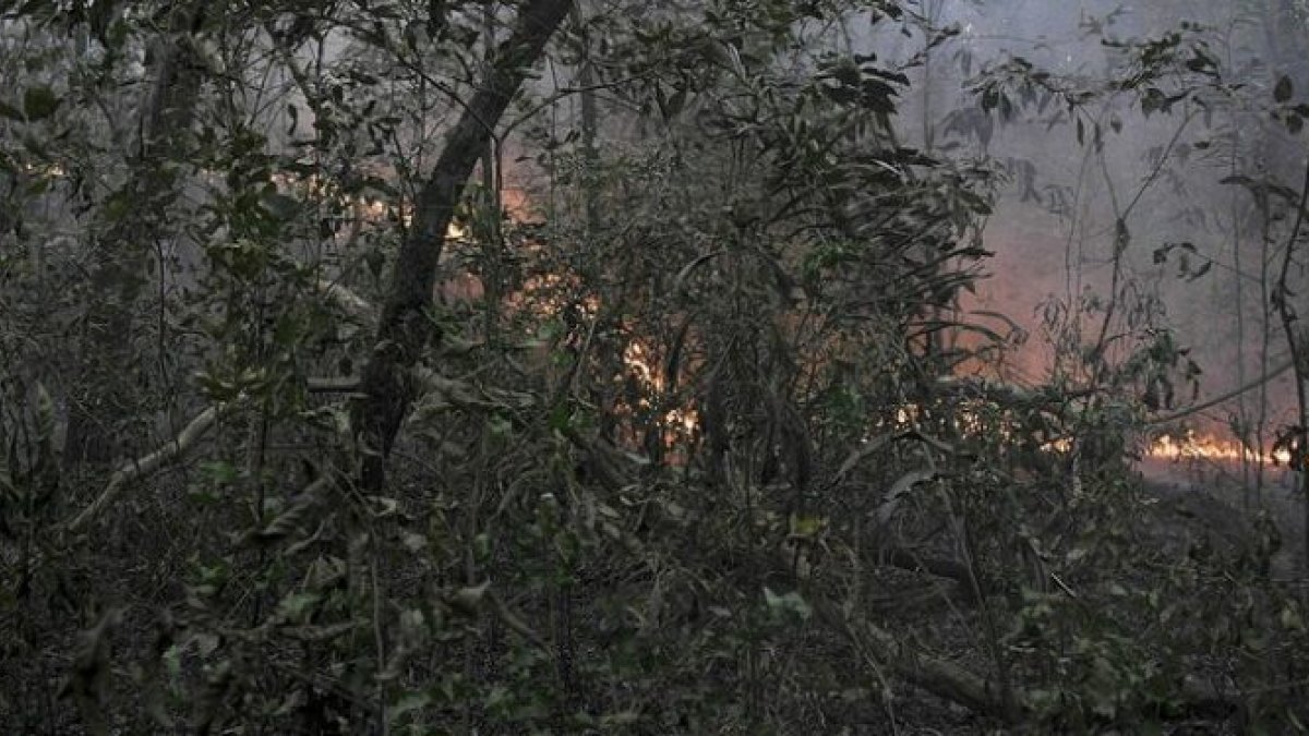 El panorama alarmante en los bosques del país del altiplano.