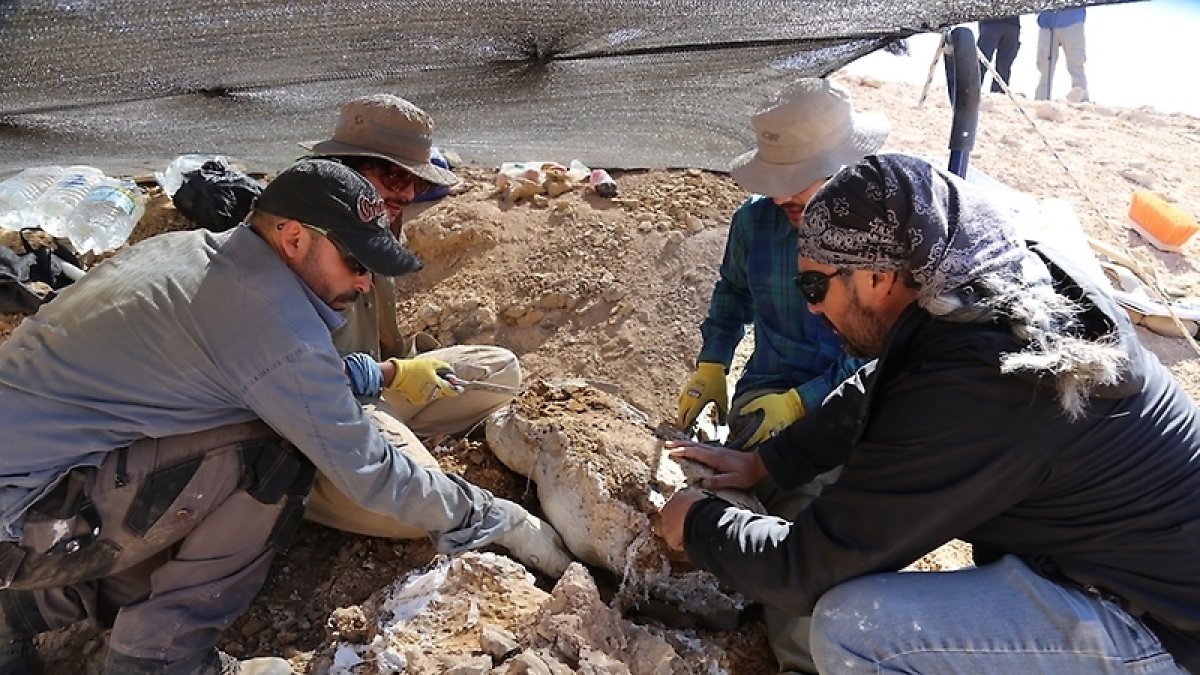 El tamaño de este espécimen también es difícil de estimar. Foto Internet