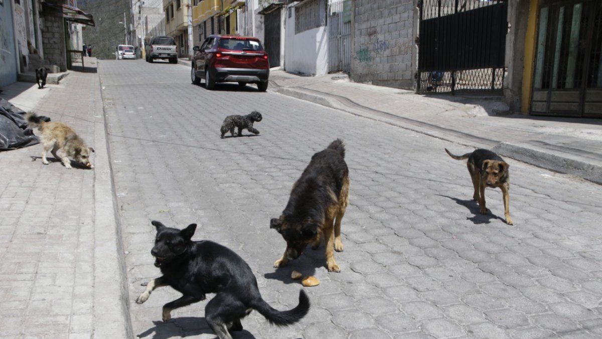 Situación. Decenas de canes rondan las calles del barrio ubicado en el norte de Quito. La pandemia agravó el problema por el abandono de las mascotas de compañía a raíz de la crisis.