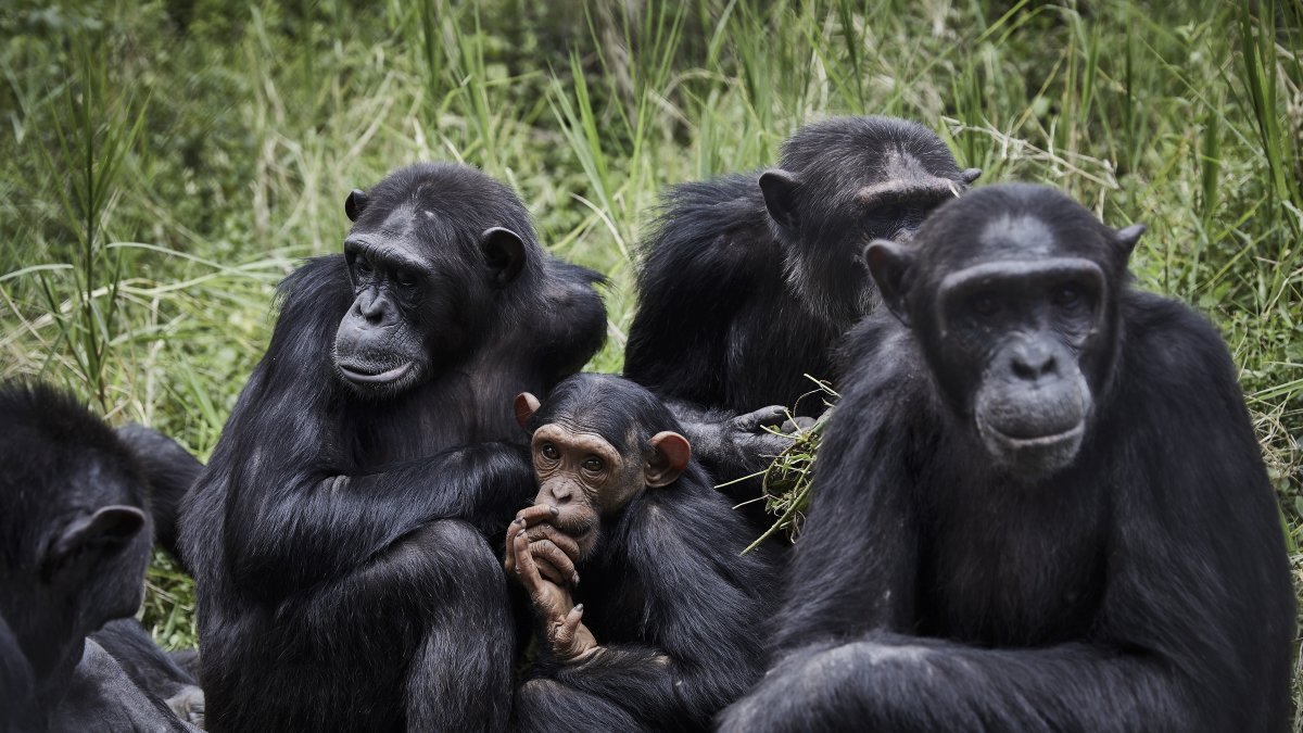 Durante décadas, los biólogos han observado que entre los chimpancés macho abundan los comportamientos amistosos como la cooperación o las alianzas.